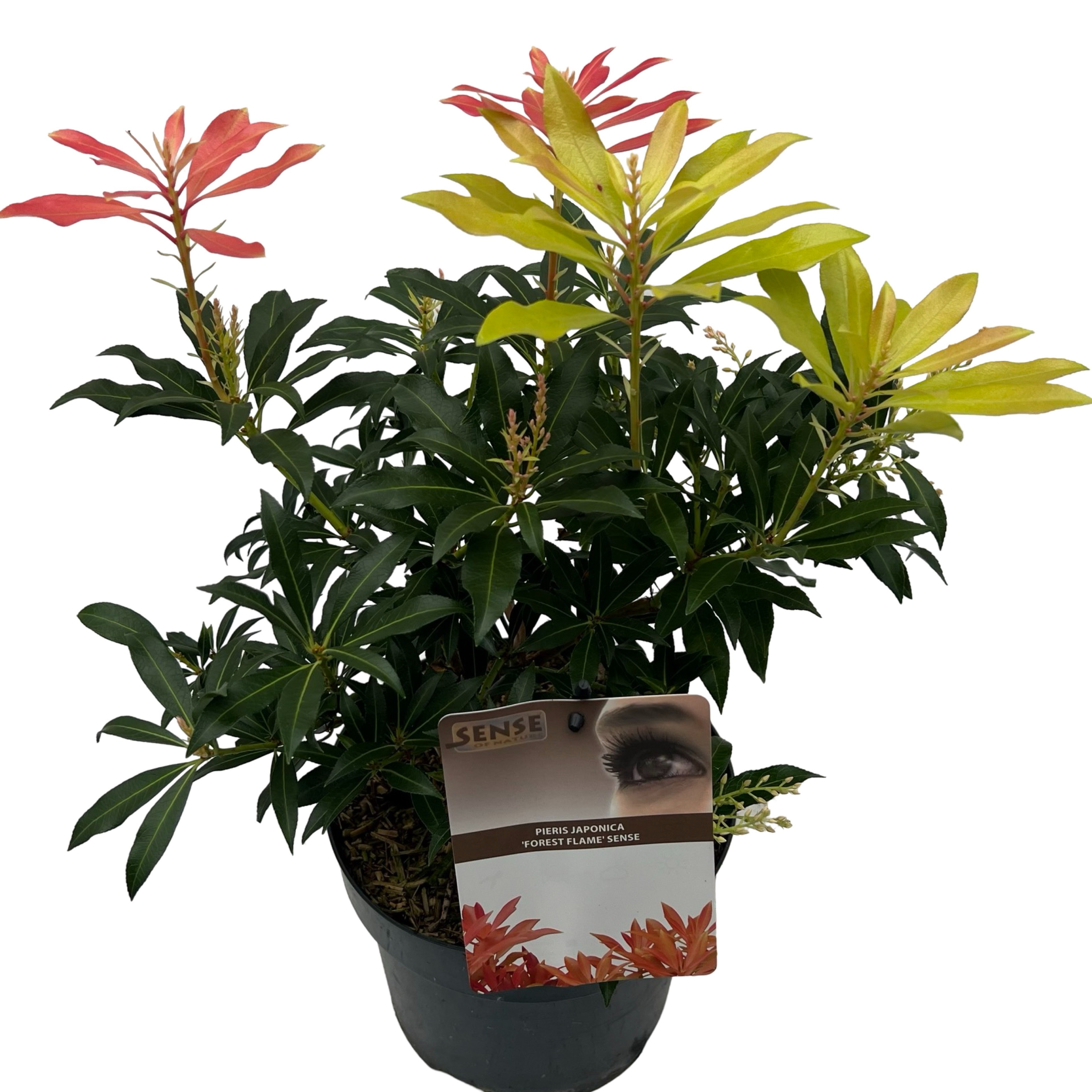 Picture of Pieris jap. 'Forest Flame' sense