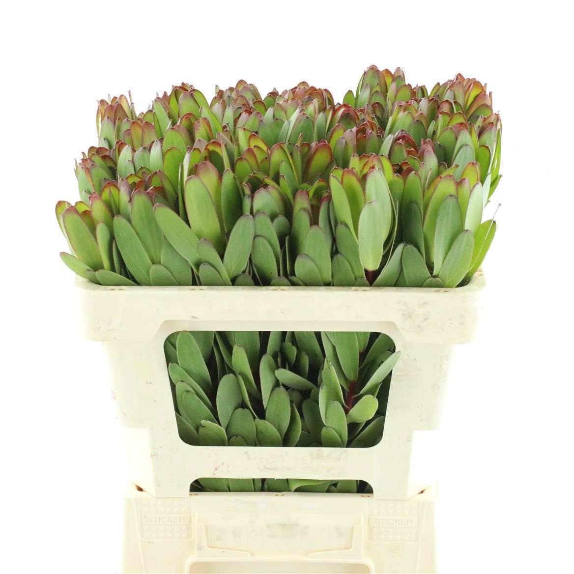 Leucadendron Goldstrike 50cm