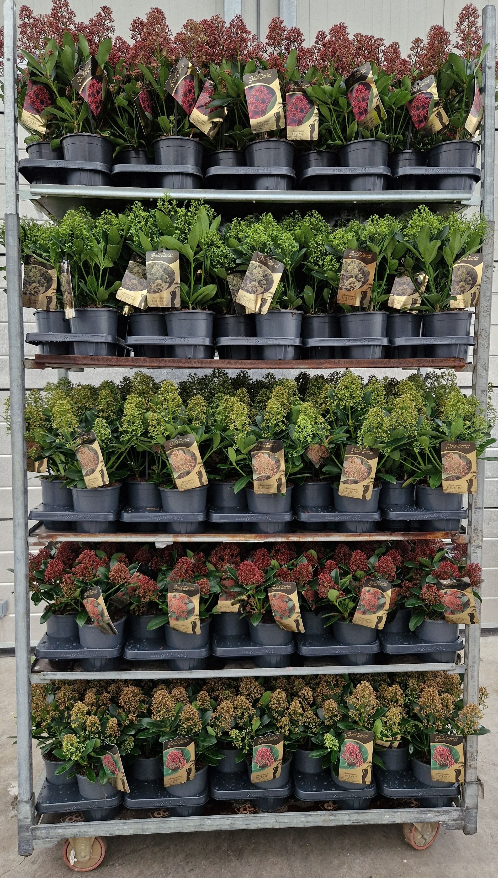Skimmia GOLD SERIES BLOEM Mix