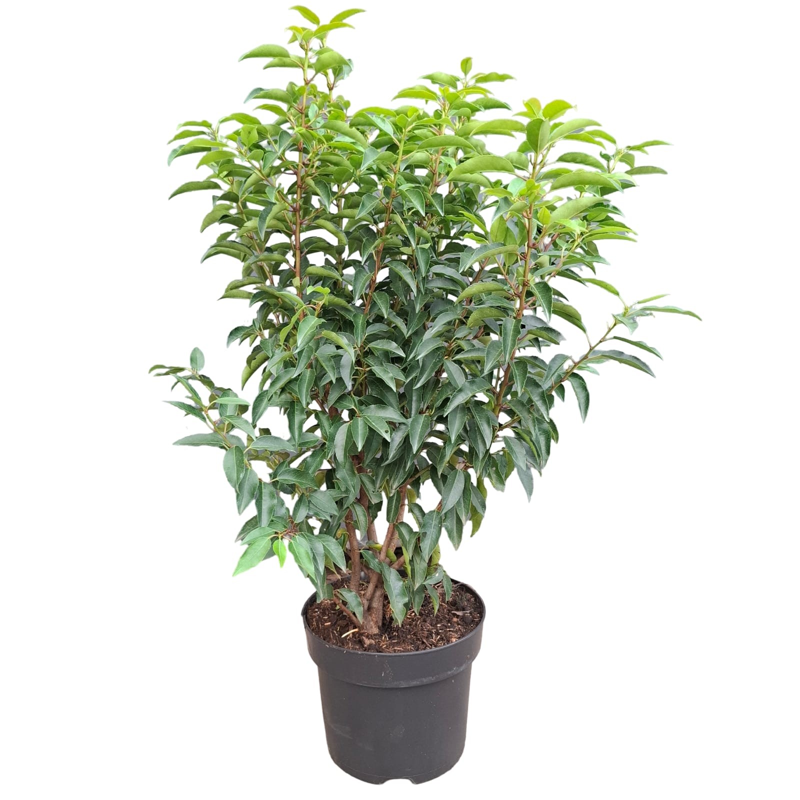 Picture of Prunus lusitanica 'Angustifolia'