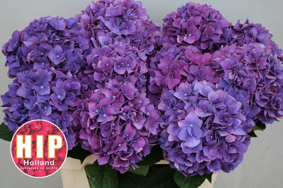 Hydrangea Rodeo Classic Pink 80cm 20Ø