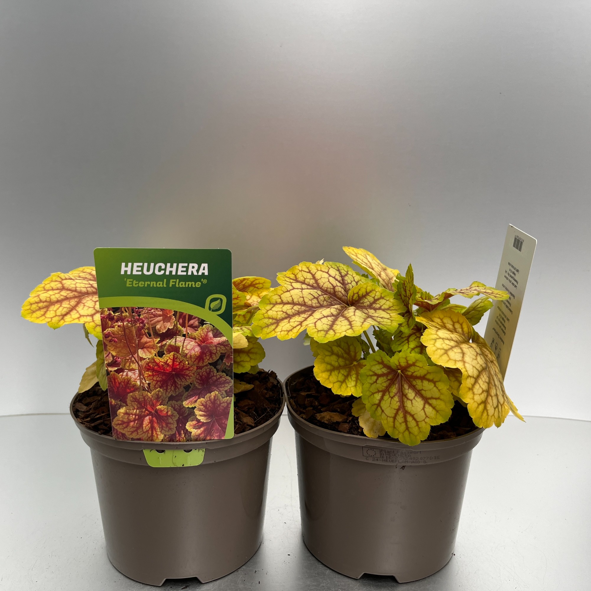 Picture of Heuchera Eternal Flame P17 (2 Ltr)