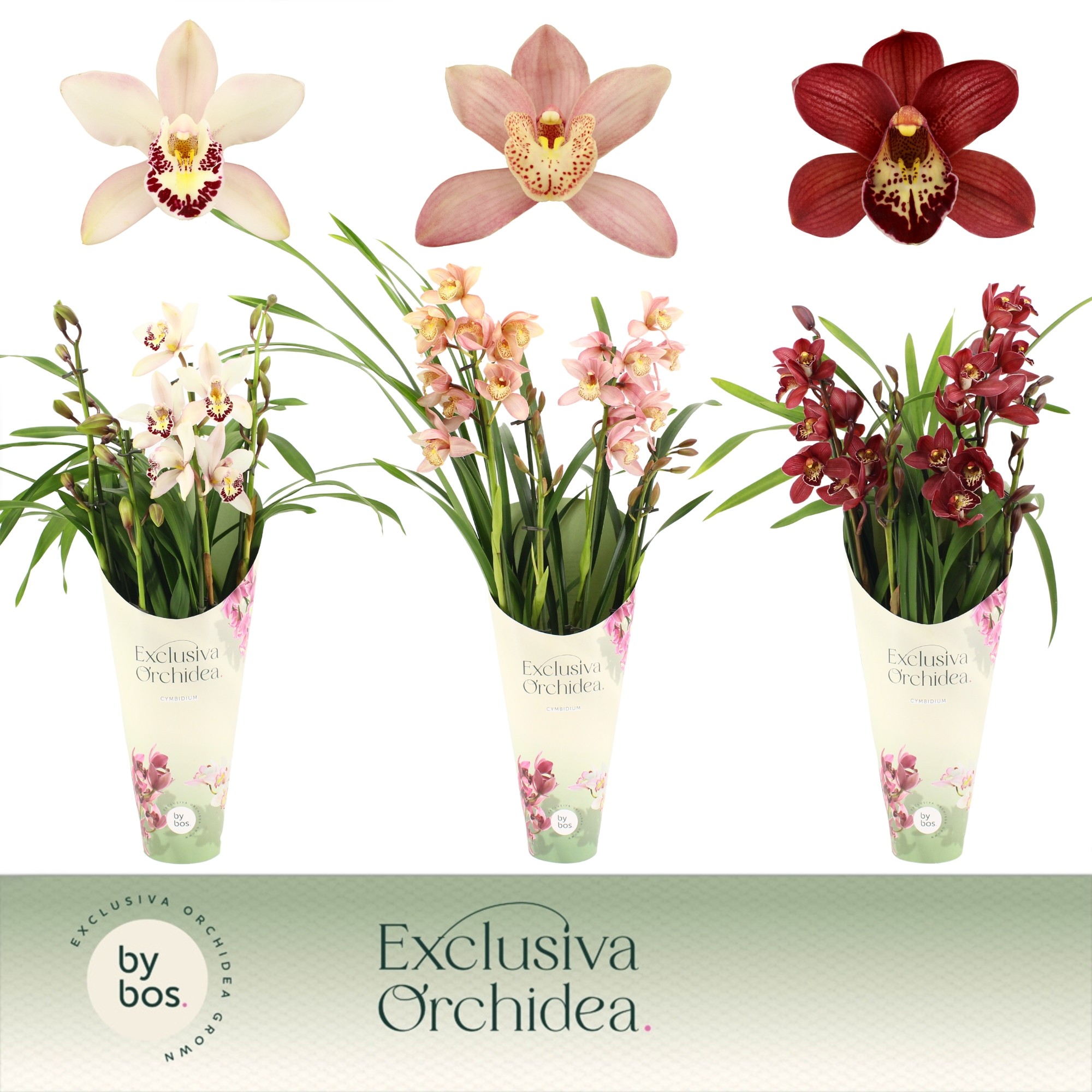 Picture of Cymbidium hybrid Mix 4-Spikes Exclusiva Orchidea Potcover P12 60CM