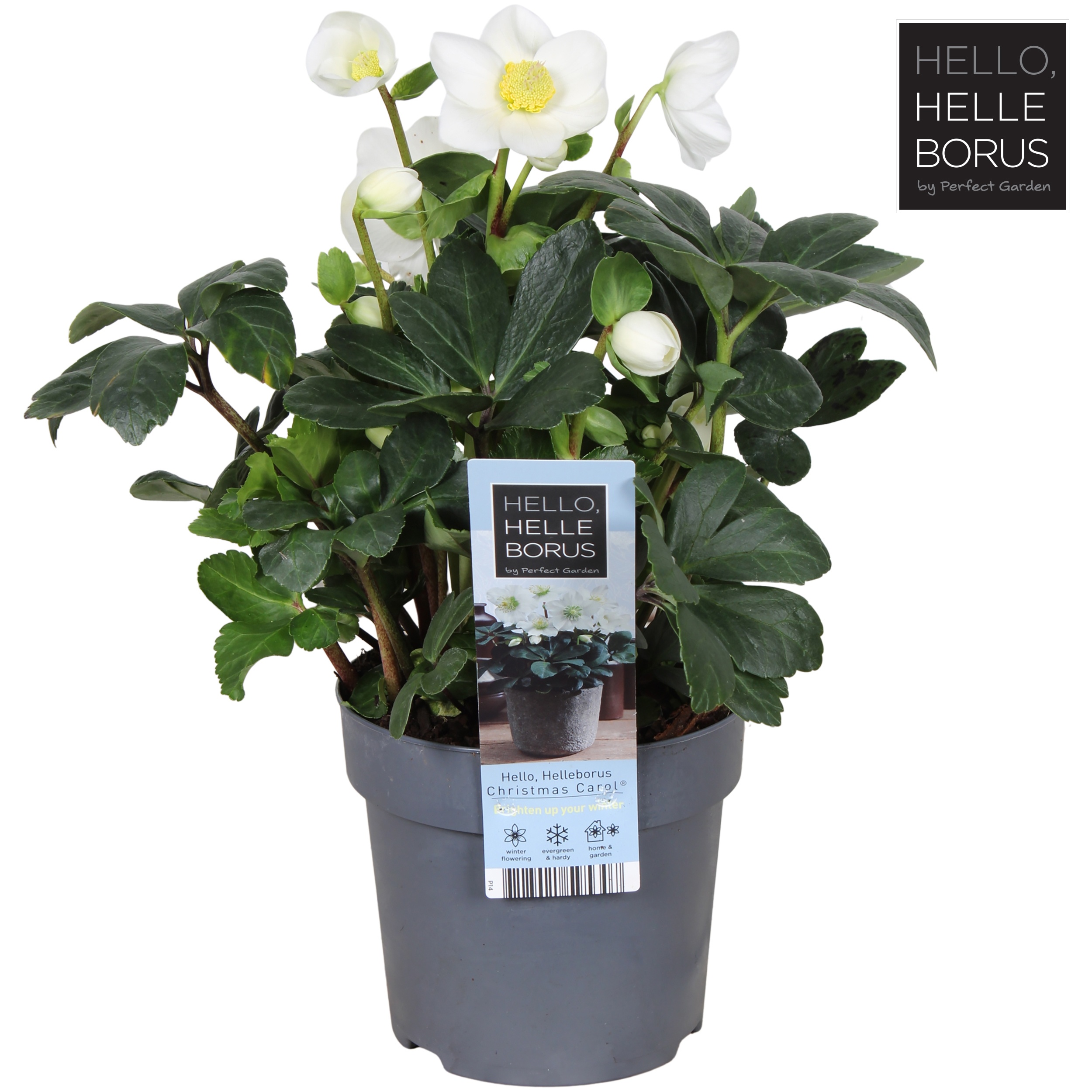 Picture of Helleborus niger Christmas Carol (XL) P14