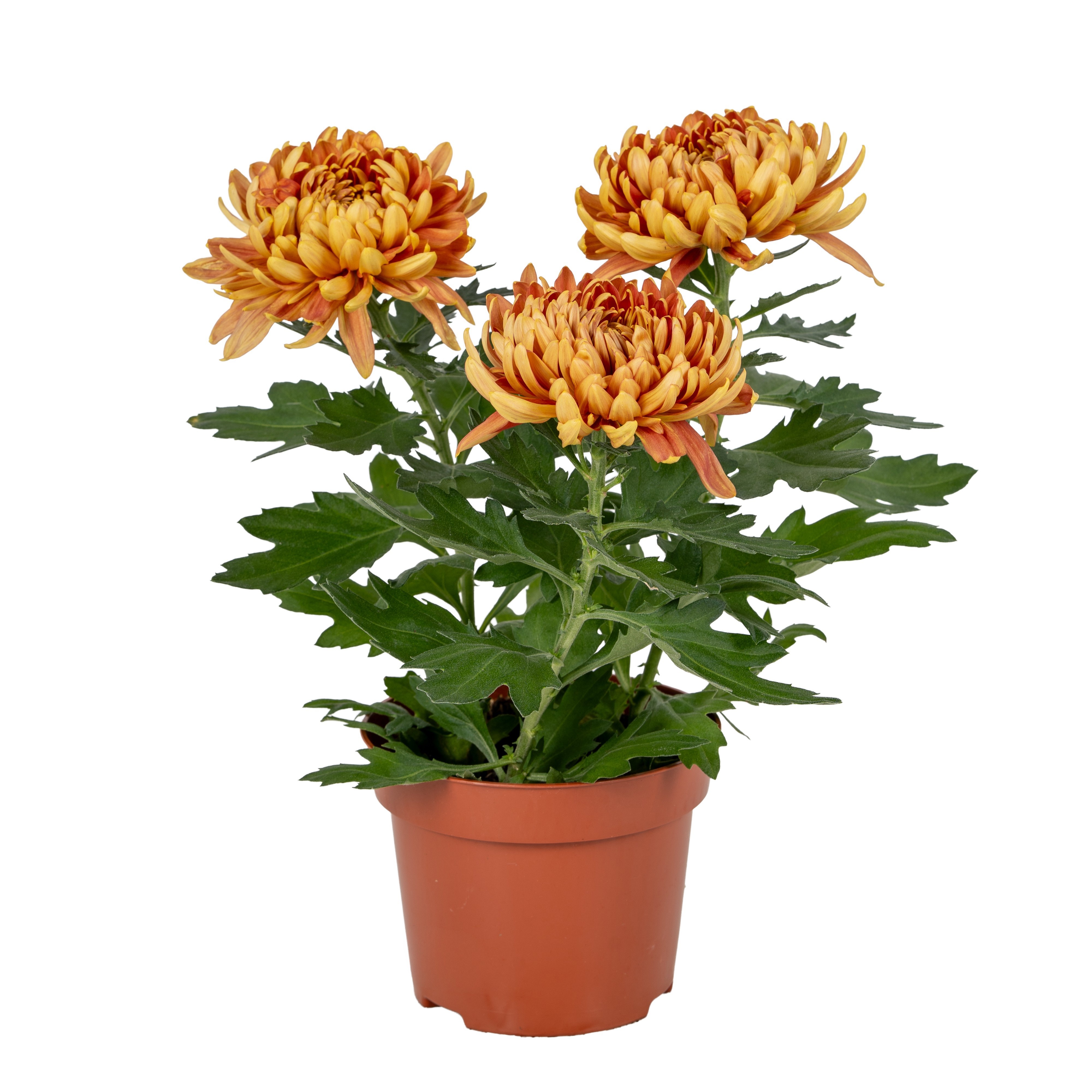 Chrys Cosmo Bronze 12P 30H 34bloei