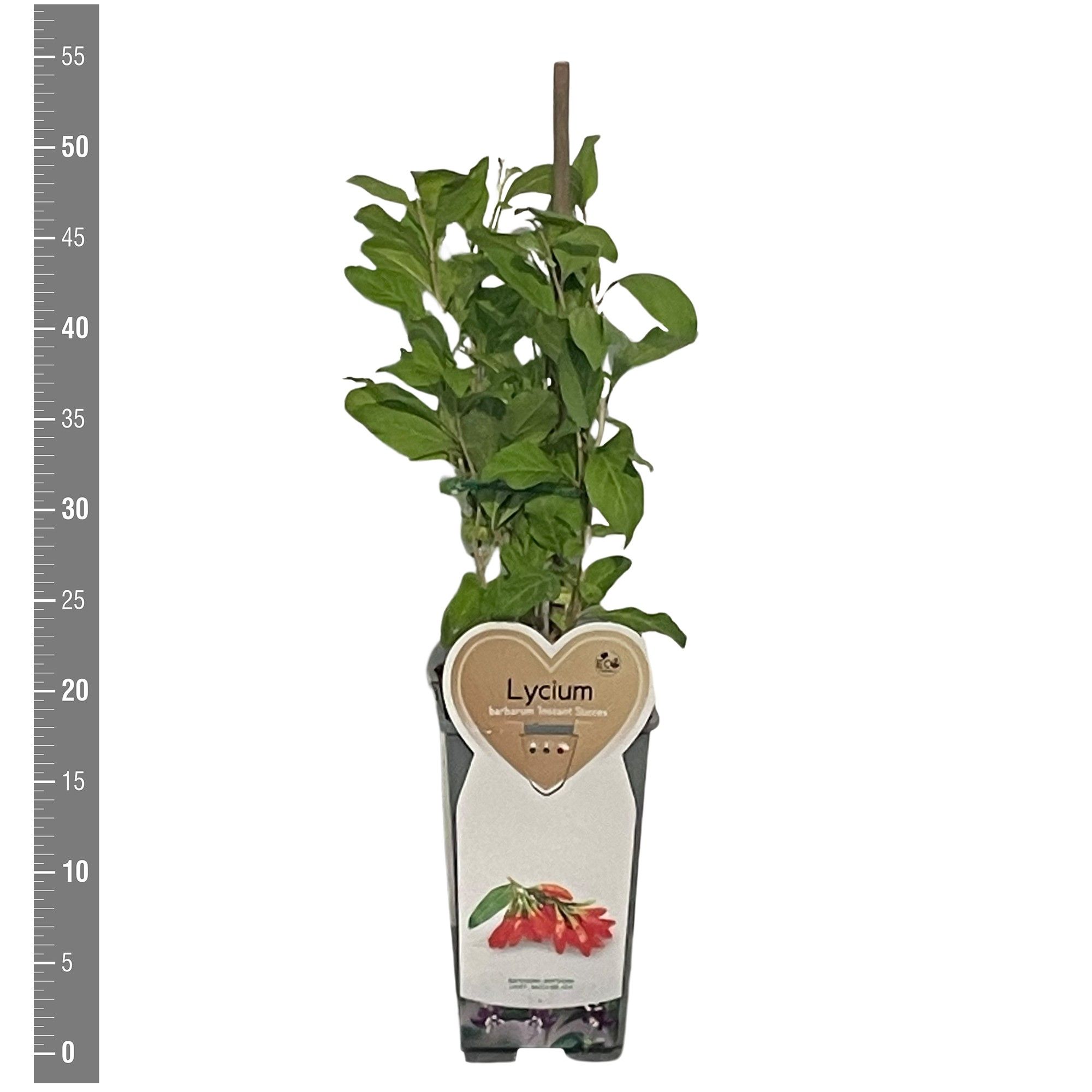 Lycium Kleinfruit Lycium b. Instant Succes 2 liter