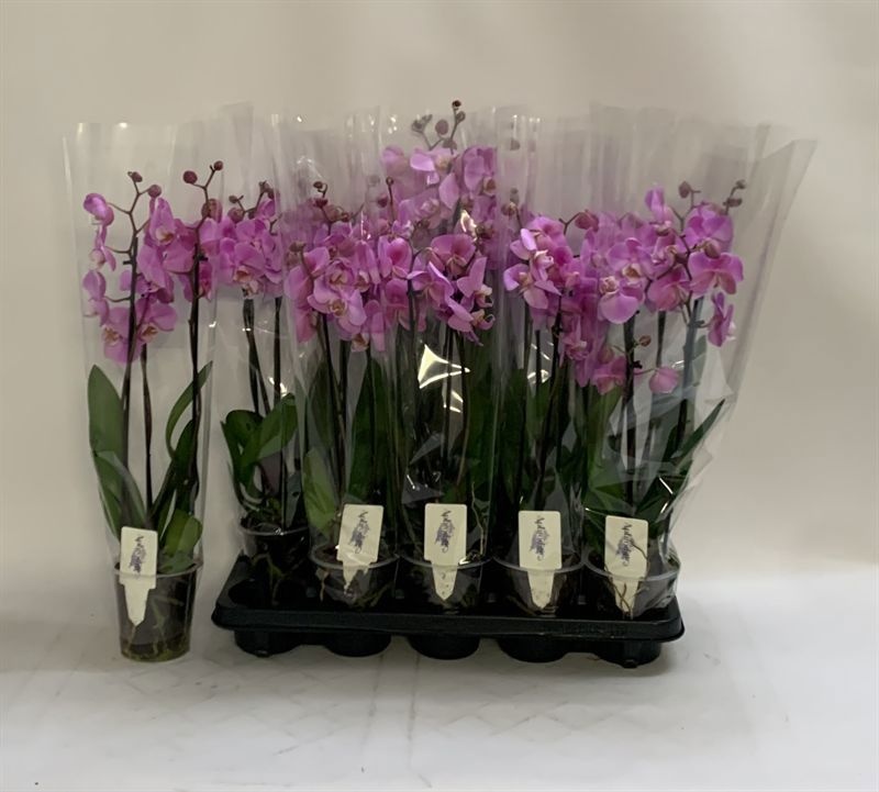 Phal An Milwaukee 12Ø 60cm