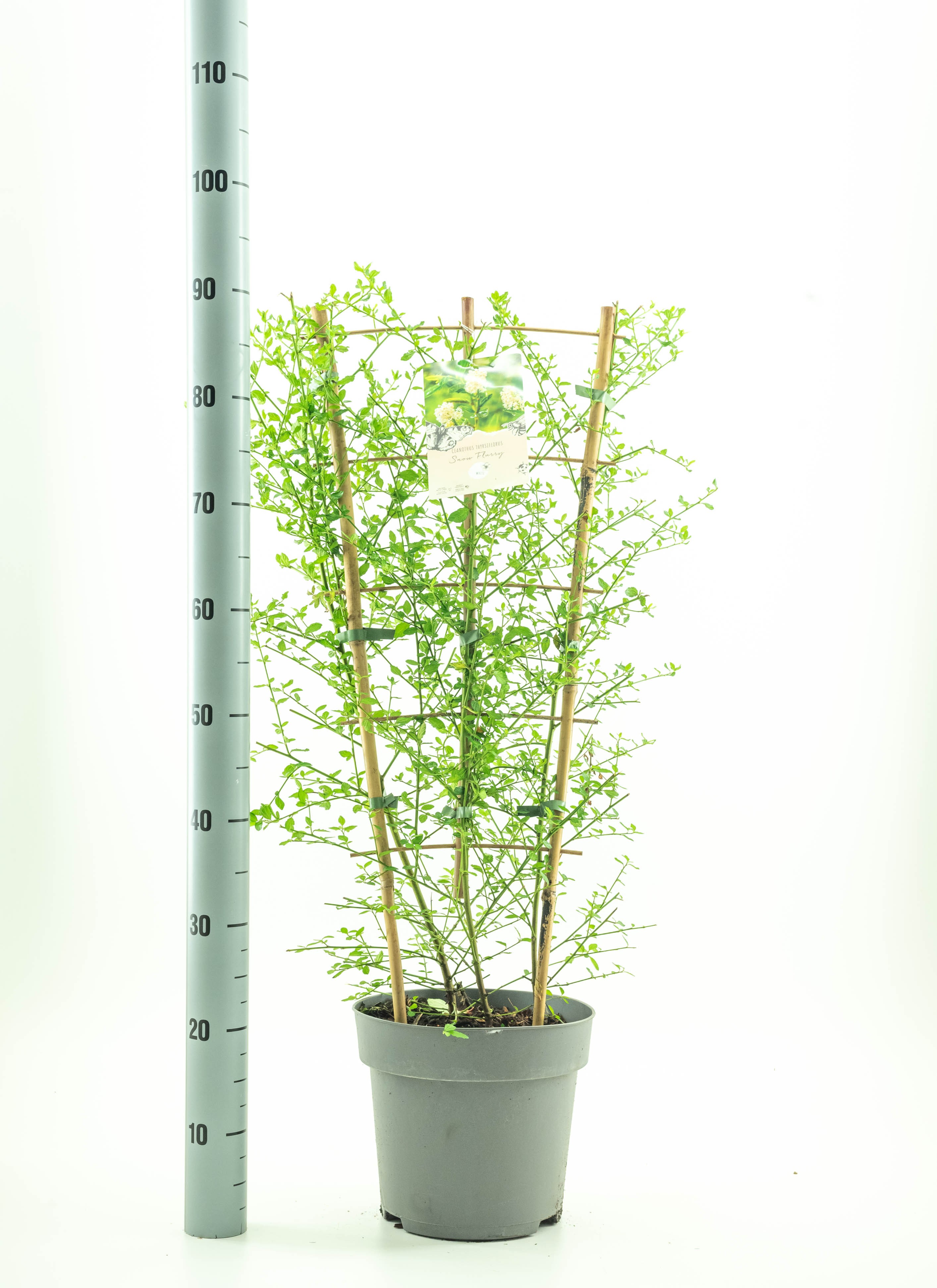 Picture of Ceanothus Thy. Snow Flurries P26 (7.5 Ltr) 90/CM-TRELLIS (LOOSE)