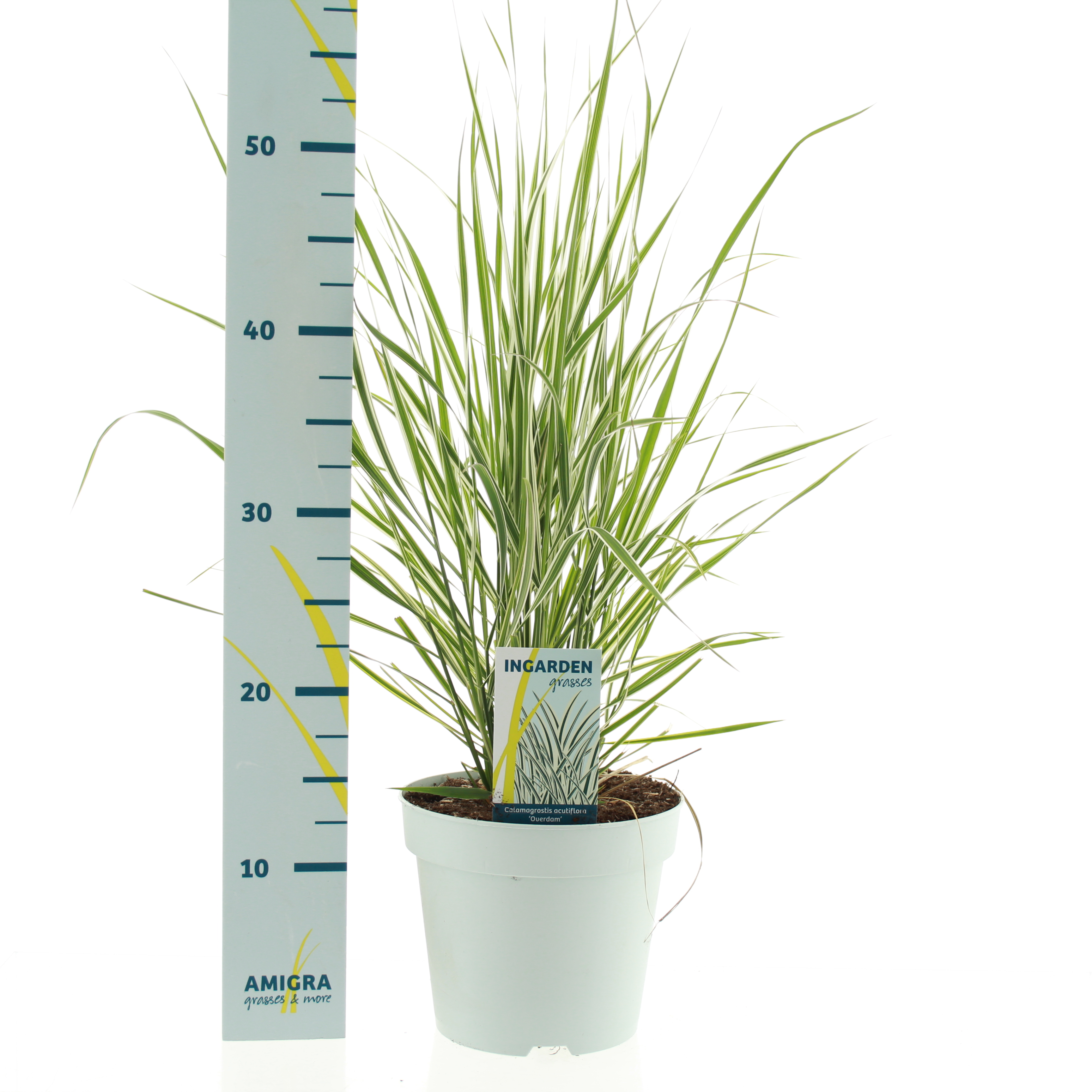 Picture of Calamagrostis accutiflora Overdam P17 (2 Ltr)