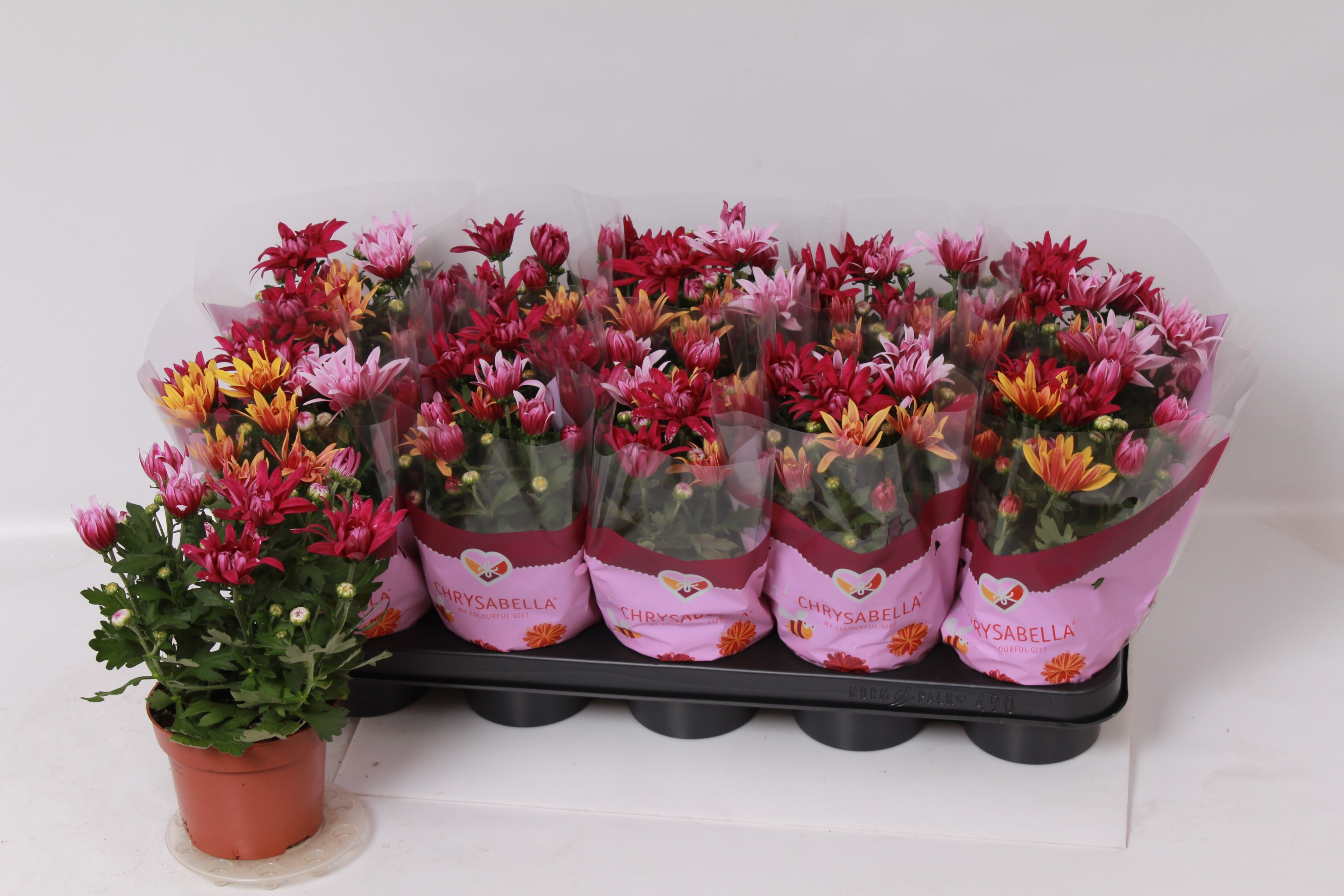 Chrys Gemengd P Pot 12Ø 26cm