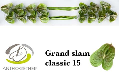 Anthurium Grand Slam 7Ø