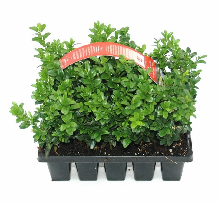 Picture of Buxus sempervirens 10-pack
