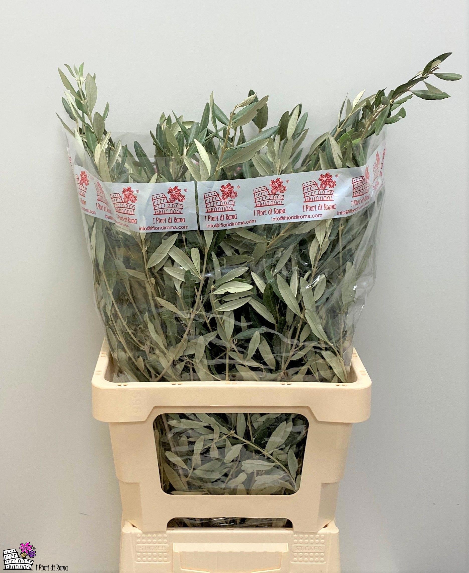 Olea Europaea Per Bunch 60cm 200gram