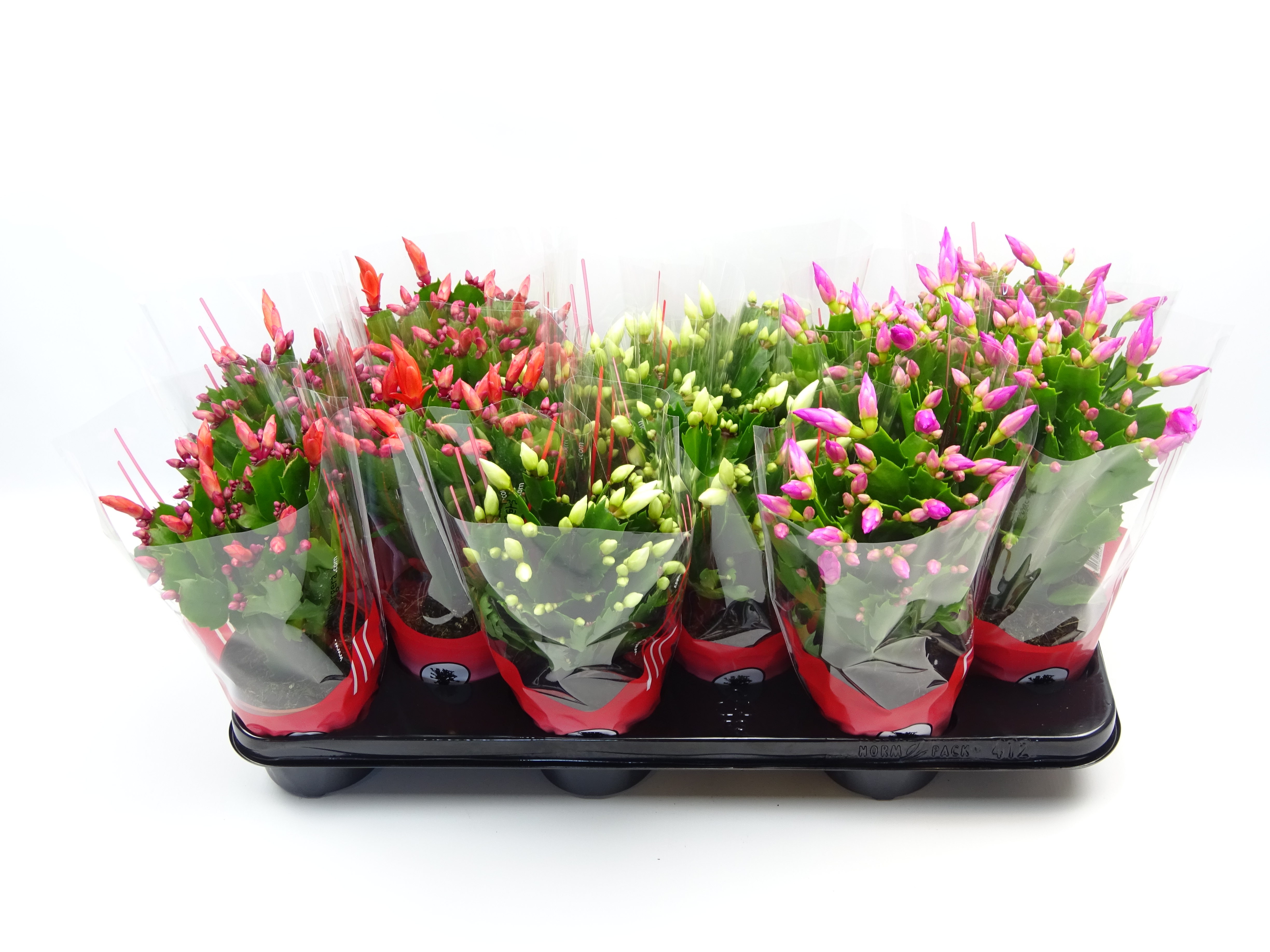 Picture of Schlumbergera truncata in 3 varieties in red sleeve P10.5 30CM