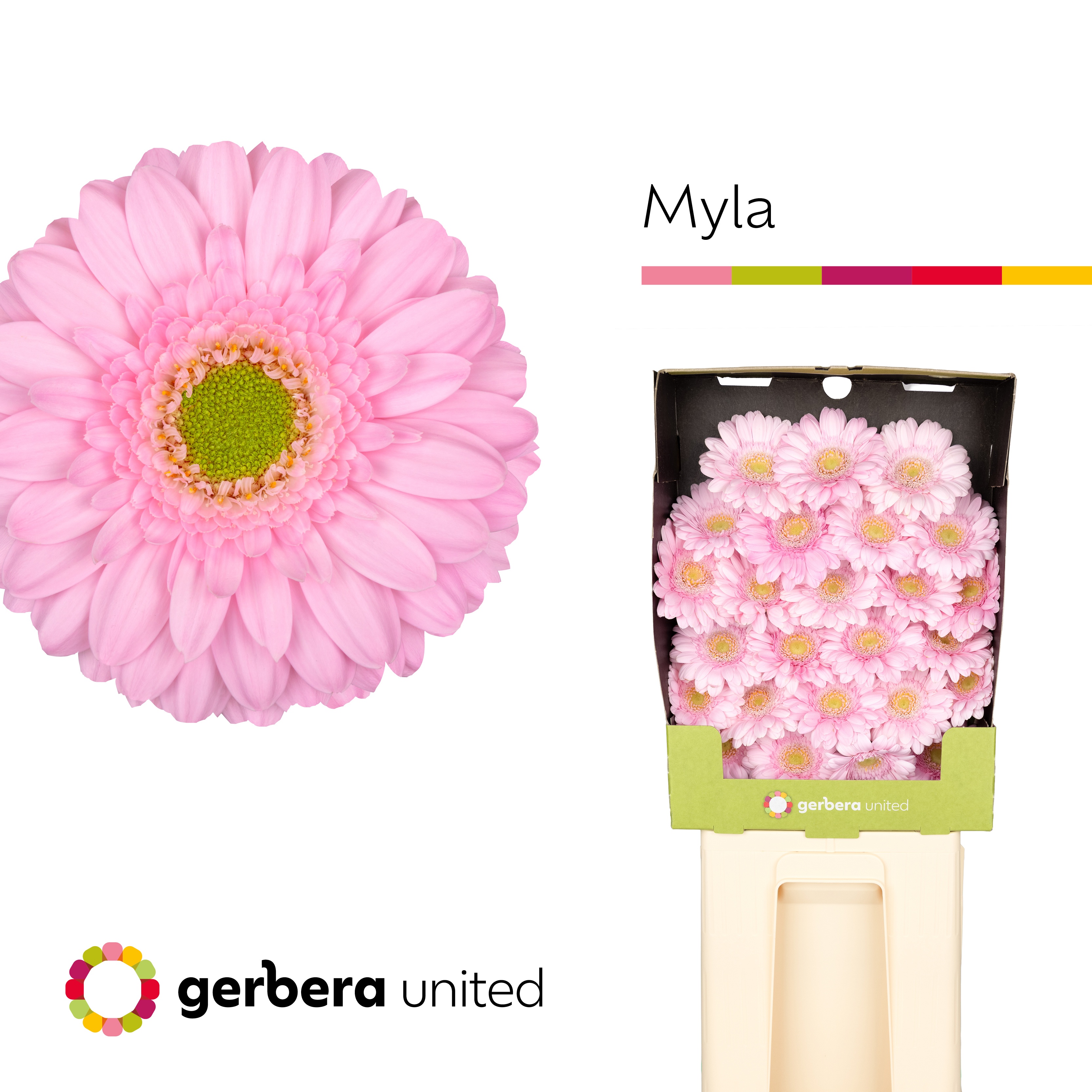 Germini Myla Diamond