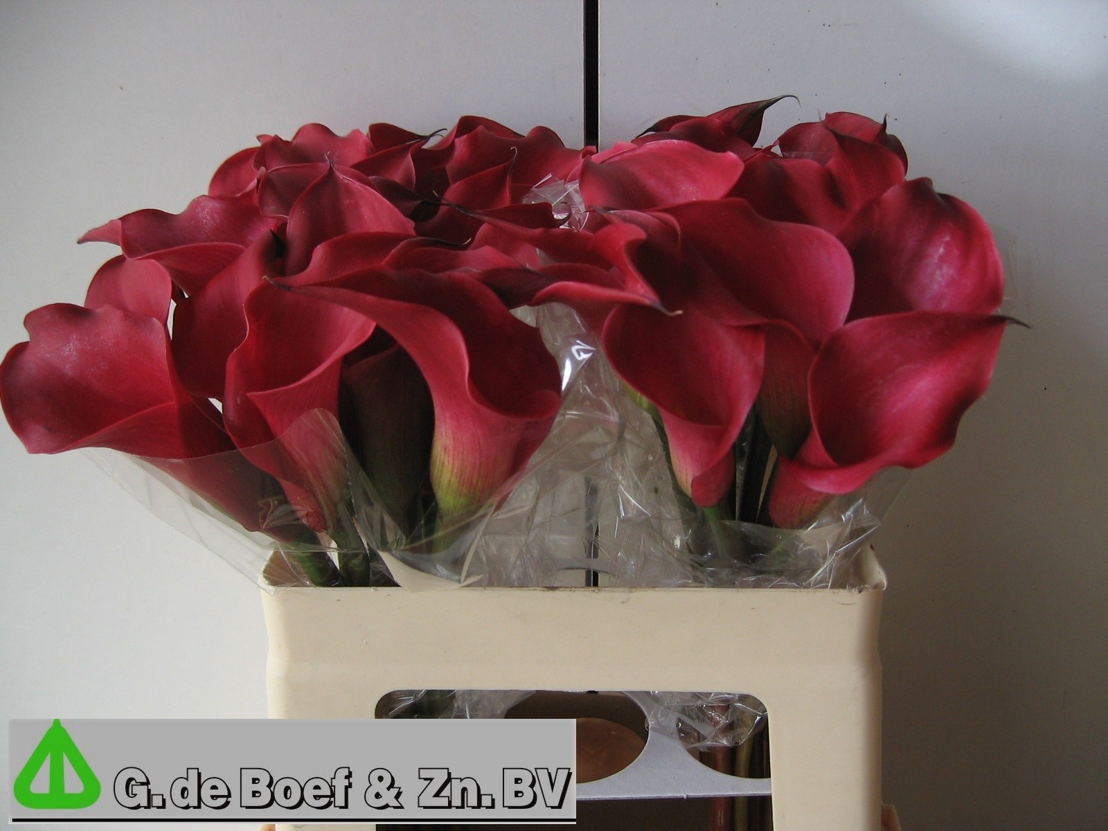 Calla Nashville 55cm