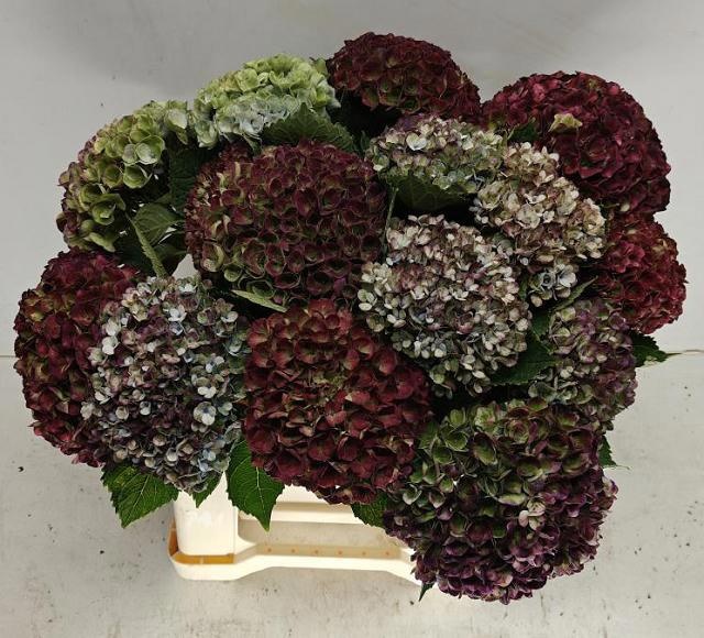 Hydrangea Revolution Pink/green 40cm 12Ø