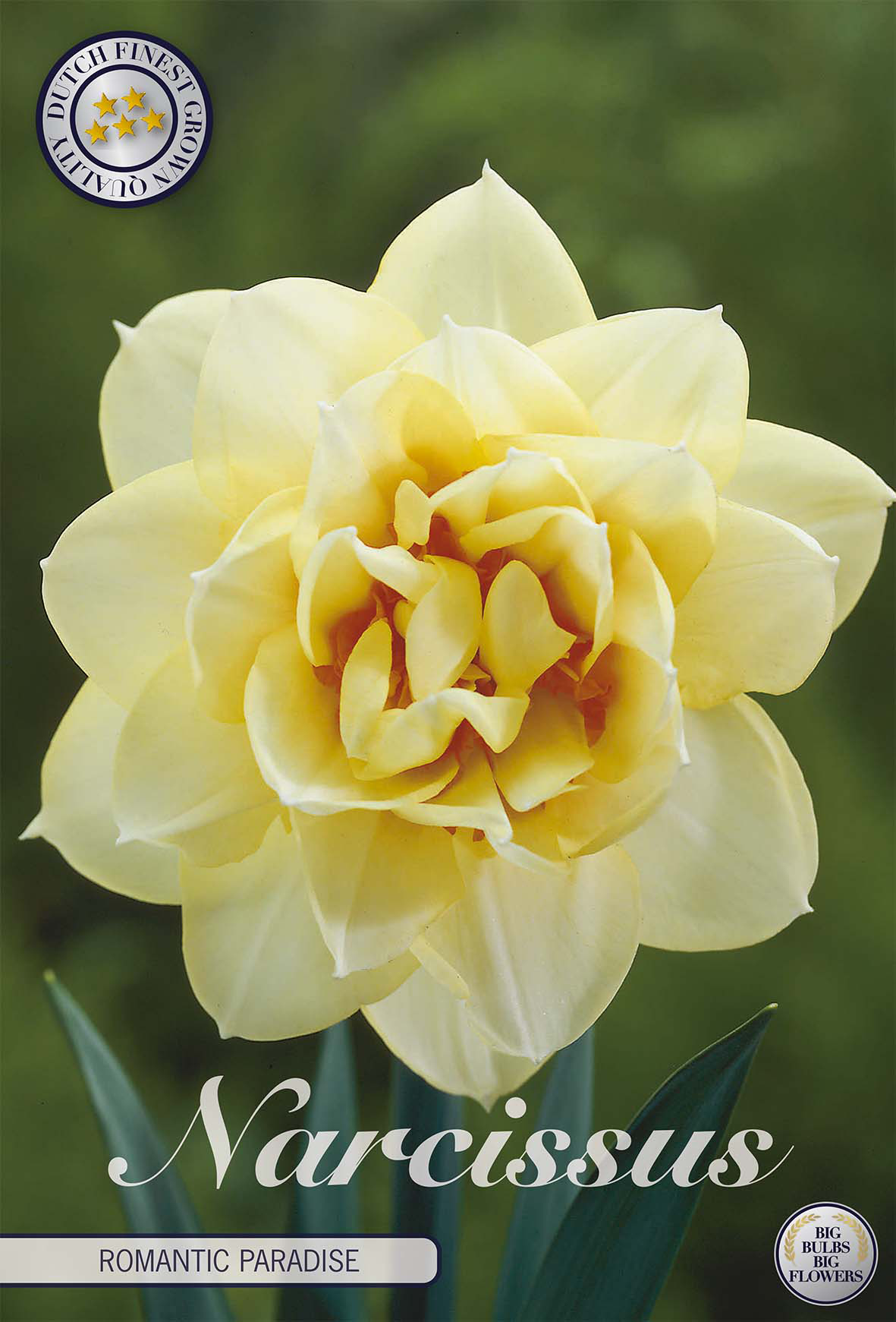 Narcissus 'Romantic Paradise'