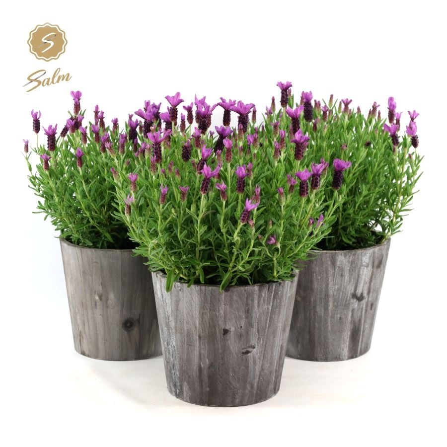 Picture of Lavandula st. 'Anouk'® Collection P19 in Wood
