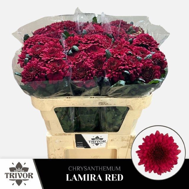 Chrys Single Lamira Red 70cm 60gram