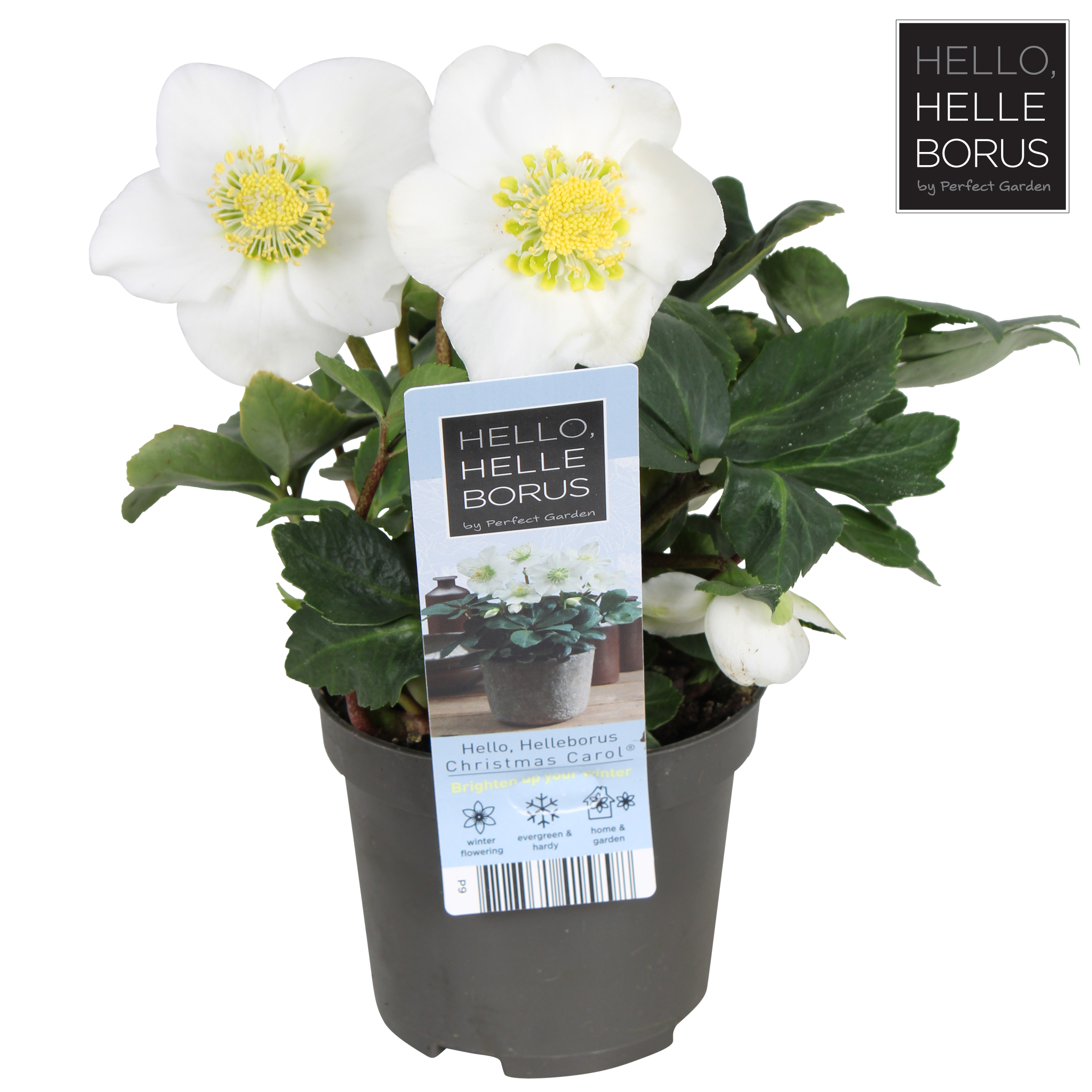 Picture of Helleborus niger 'Christmas Carol' P9