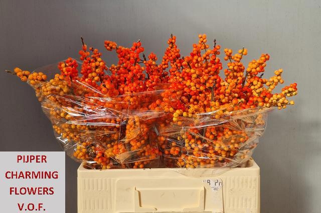 Ilex Winter Gold 60cm