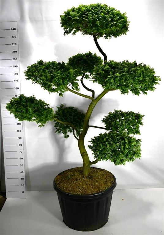 Ulmus "jaqueline Hillier"
