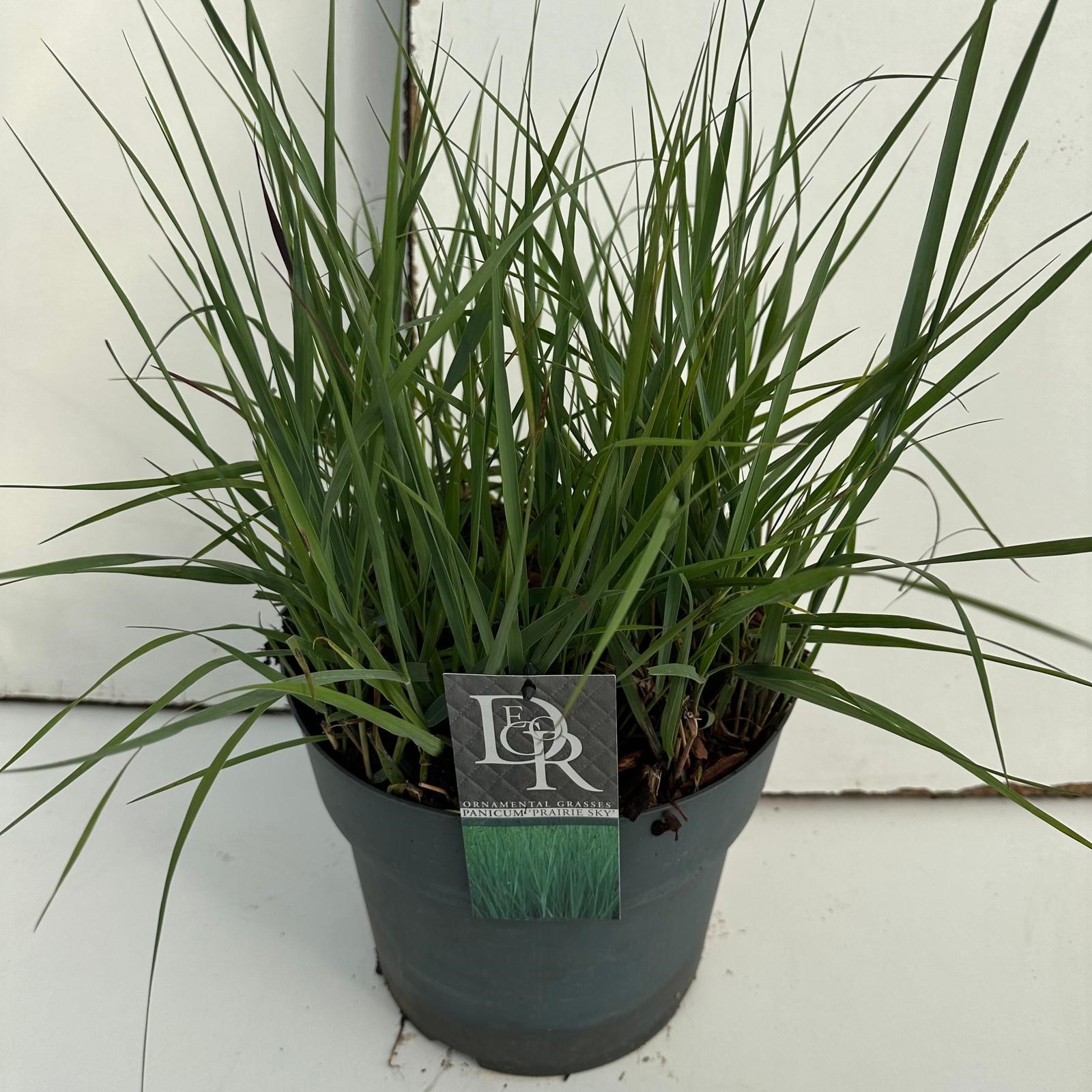 Picture of Panicum Prairy Sky P29 (10 Ltr)