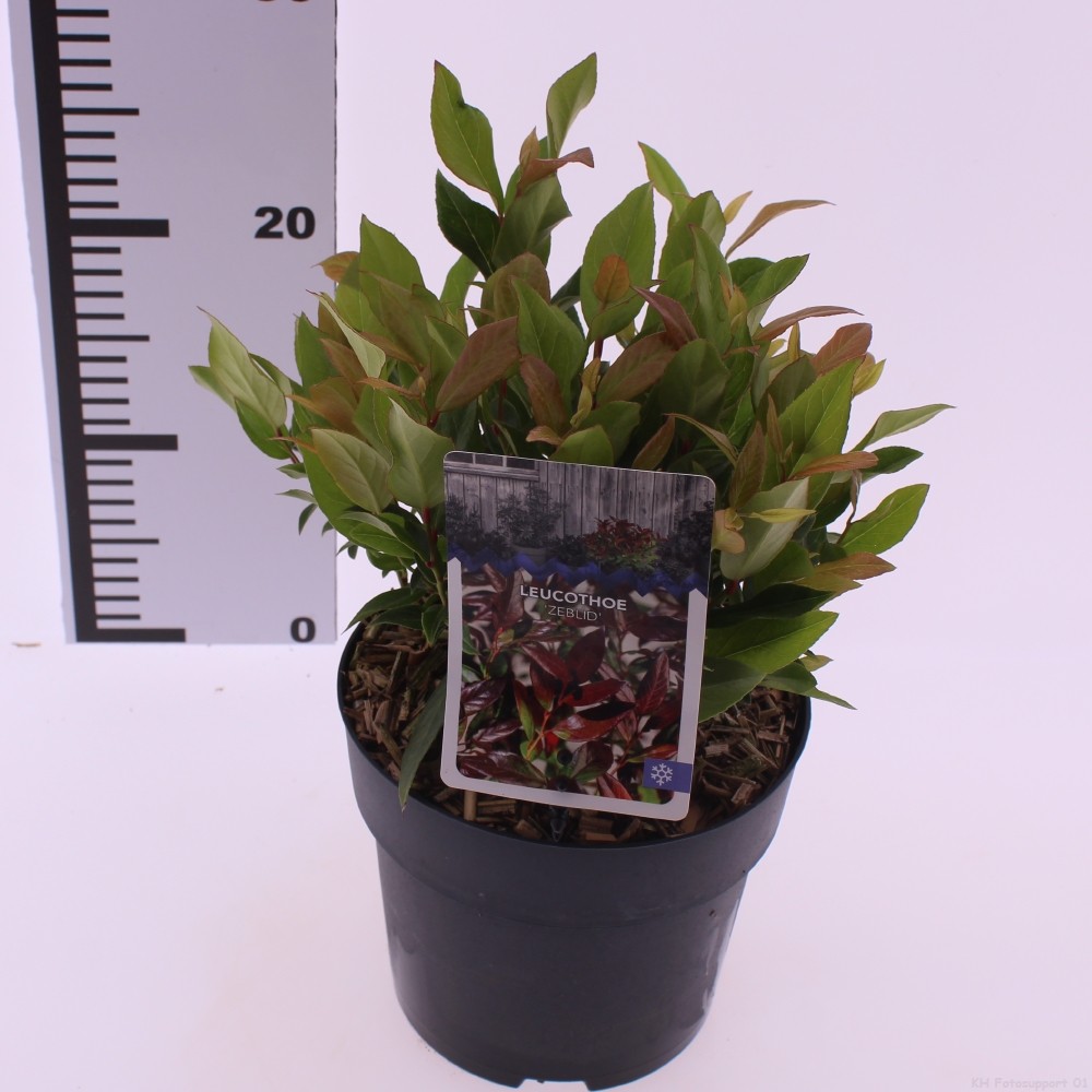 Picture of Leucothoe 'Zeblid'