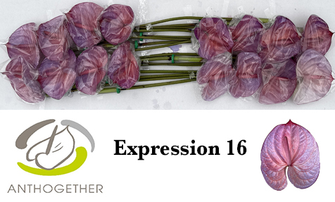 Anth A Klb 'expression' H% 16