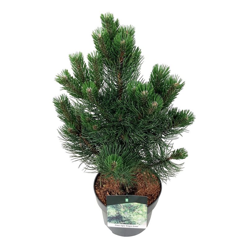 Picture of Pinus nigra 'Oregon Green'