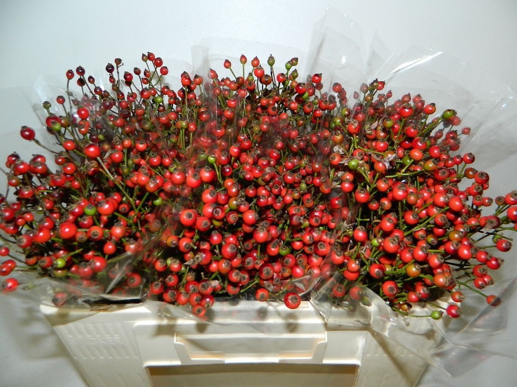 Rosa Coffe Fruitilia 50cm