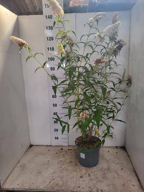 Buddleja davidii 'White Profusion' - Vlinderstruik