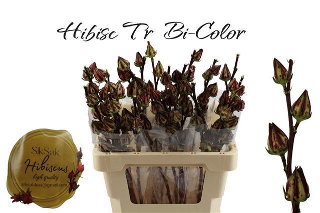 Hibiscus Tr Bi-color 60cm