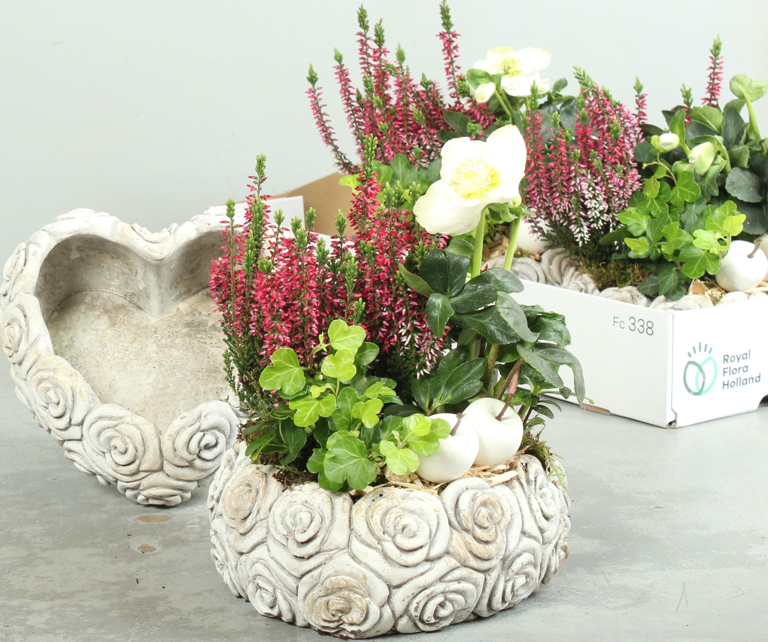 Arr Tuinplanten H% 20P 35cm