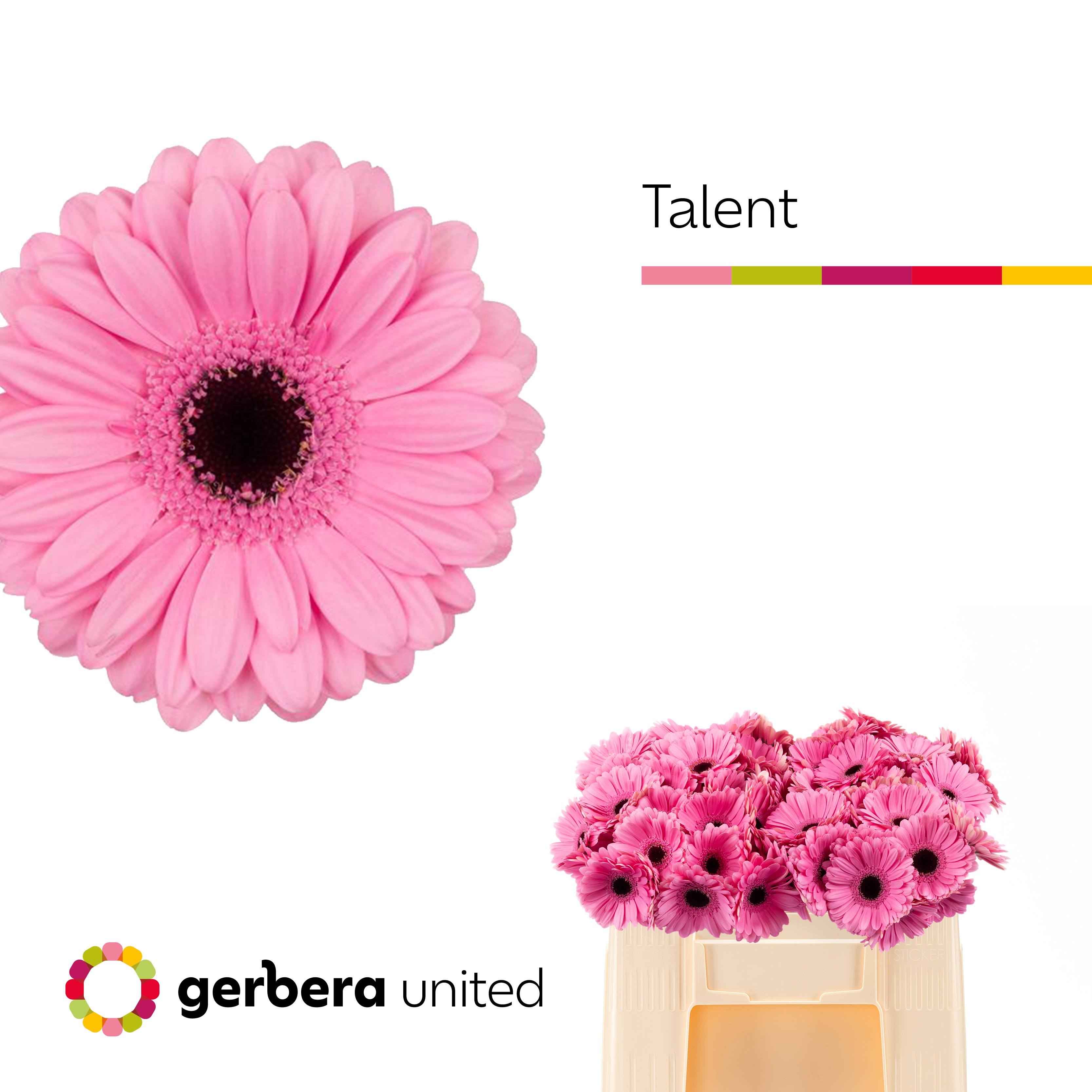 Ge Mi Talent