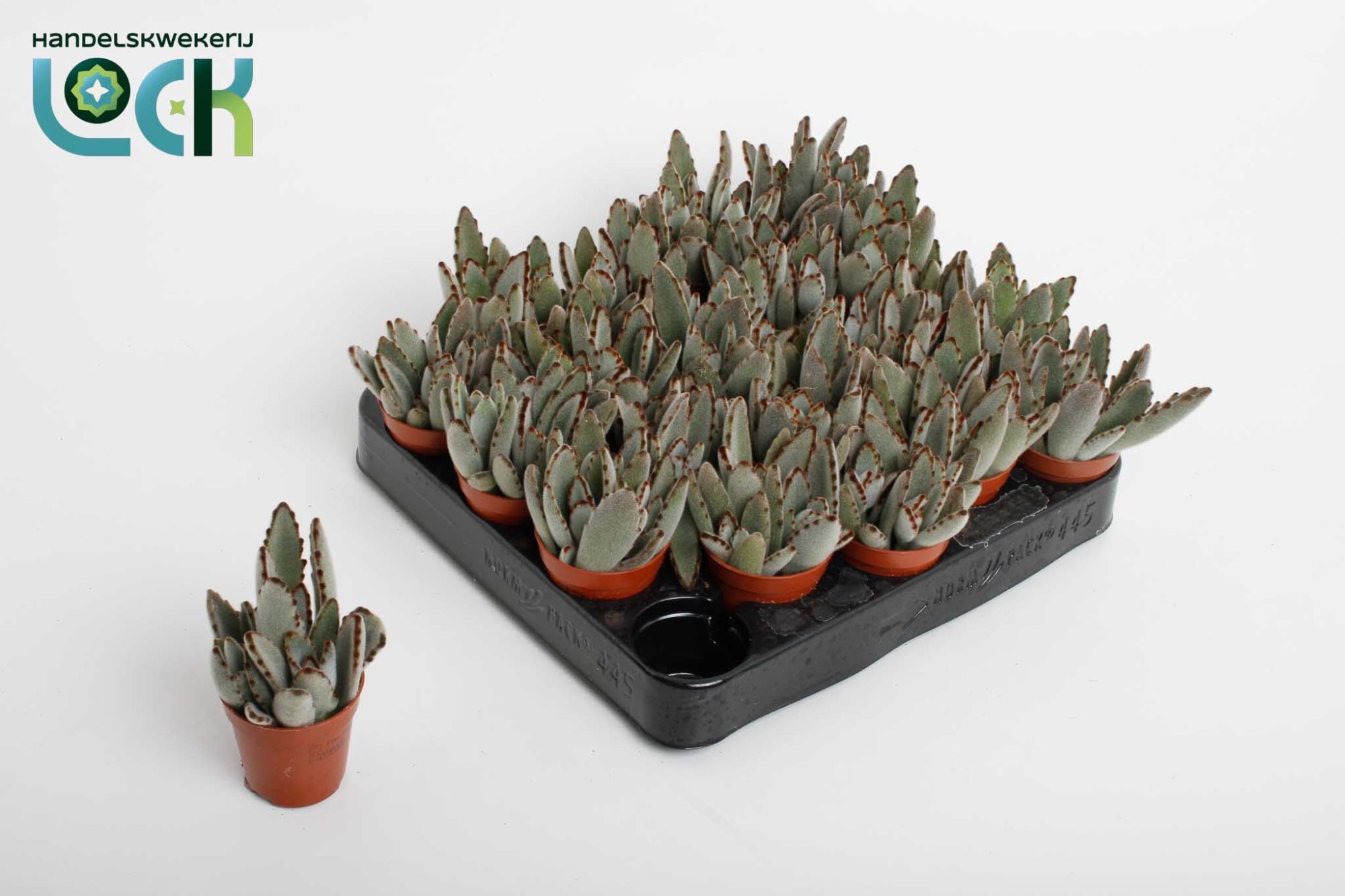 Kalan Tomentosa 505Ø 10cm