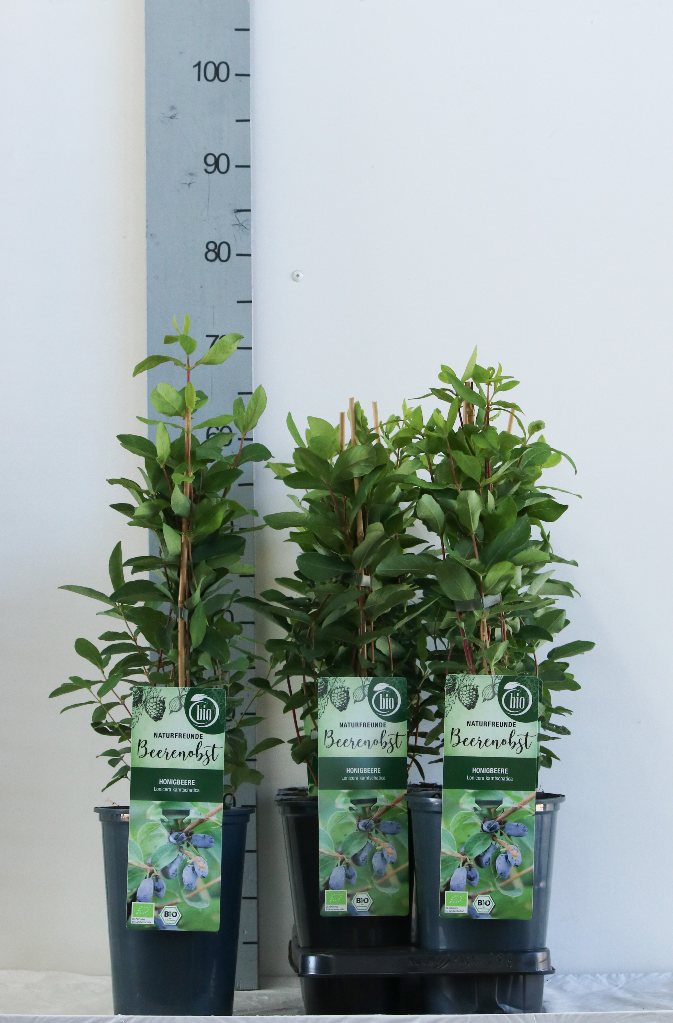 Lonicera caerulea kamtschatica bio