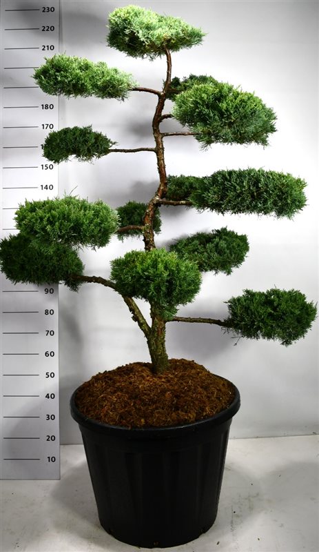 Picture of Juniperus pf. 'Hill's Blue'