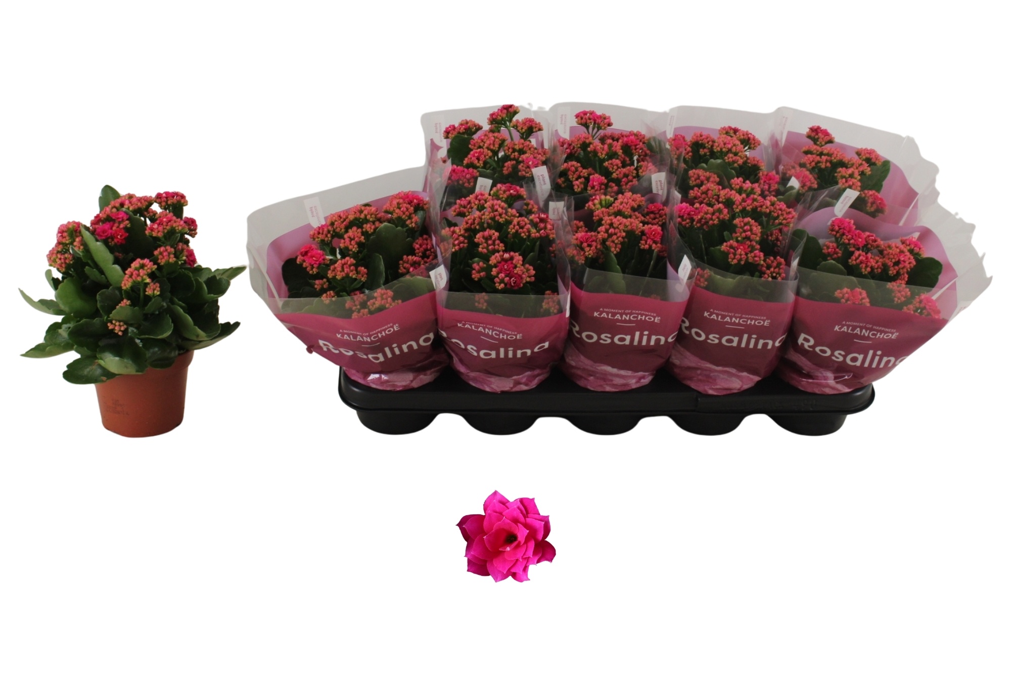 Kalan Bl Rosa Don Victori 12Ø 27cm