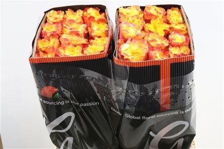 Rosa Suns X-pression 70cm