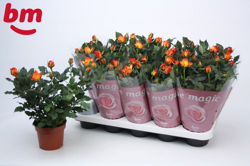 Rosa Estoril  p12 BM