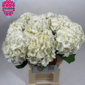 Hydrangea White Verena 60cm 16Ø