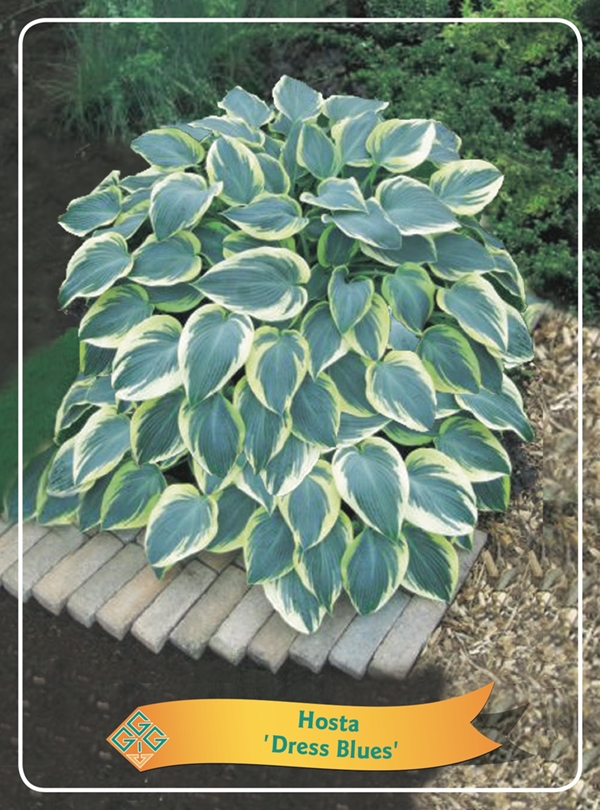 Picture of Hosta Mix 6x10 srt. per shelve P11