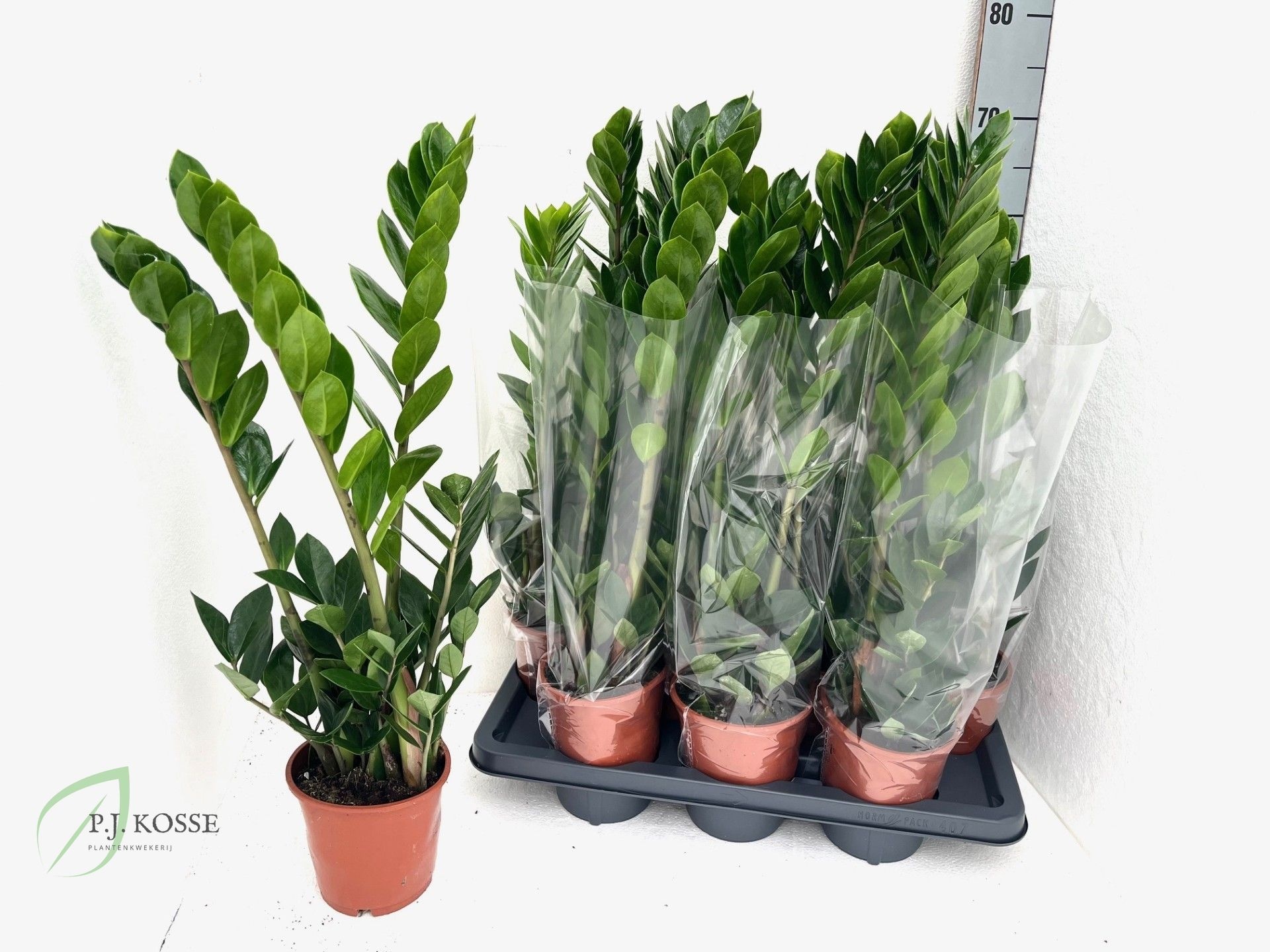 Zamio Zamiifolia 14P 70H 3TAK