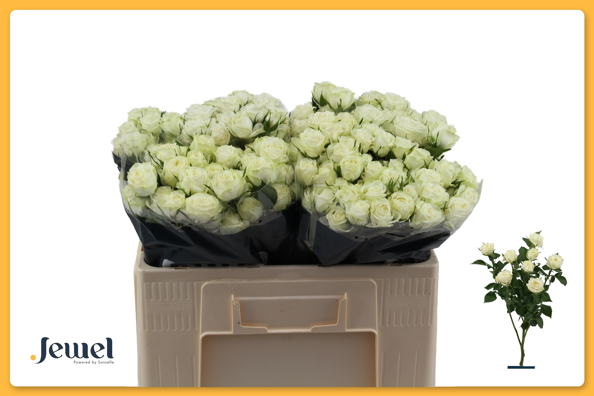 Rosa S Pr Milky Way 50cm