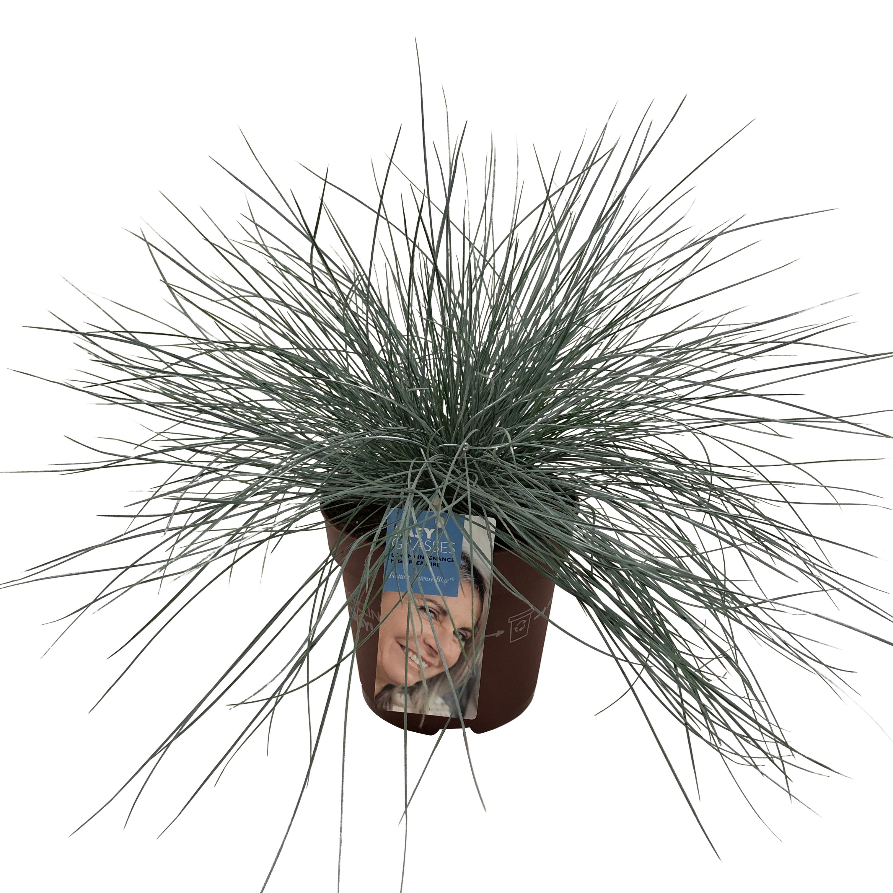 Picture of Festuca glauca Intense Blue®