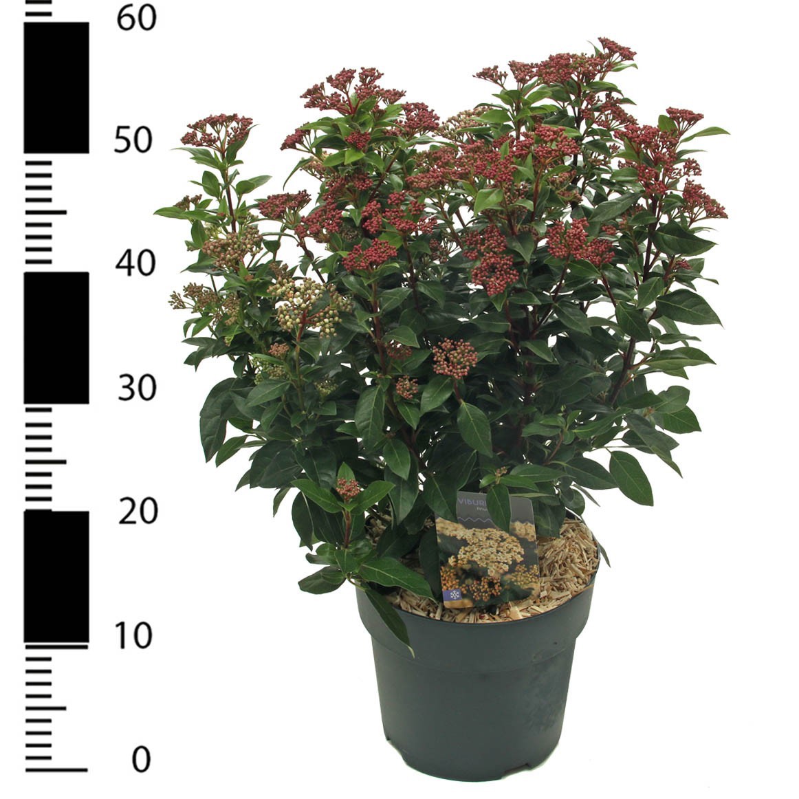 Picture of Viburnum tinus