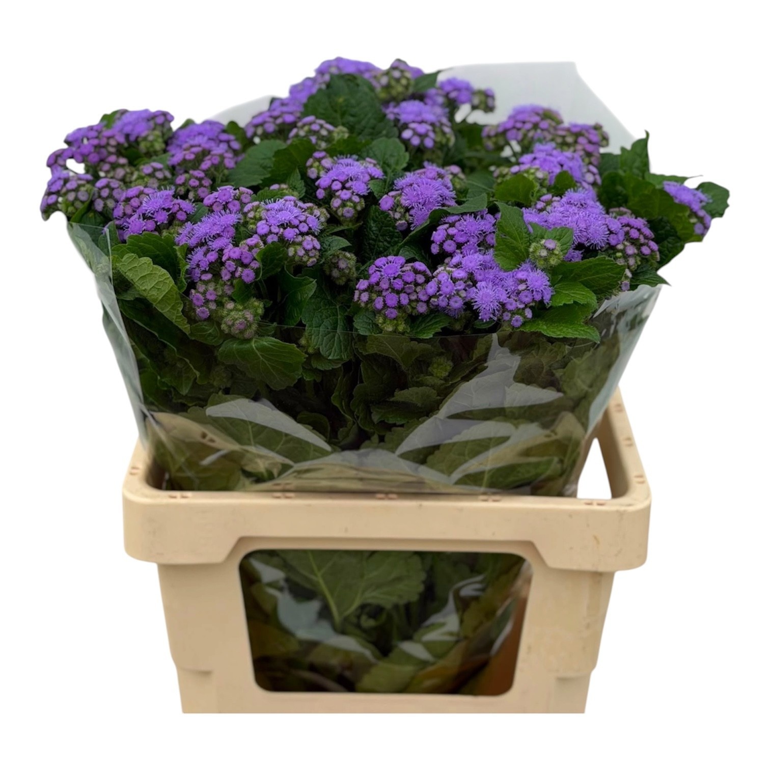 Ageratum Blue Planet 60cm