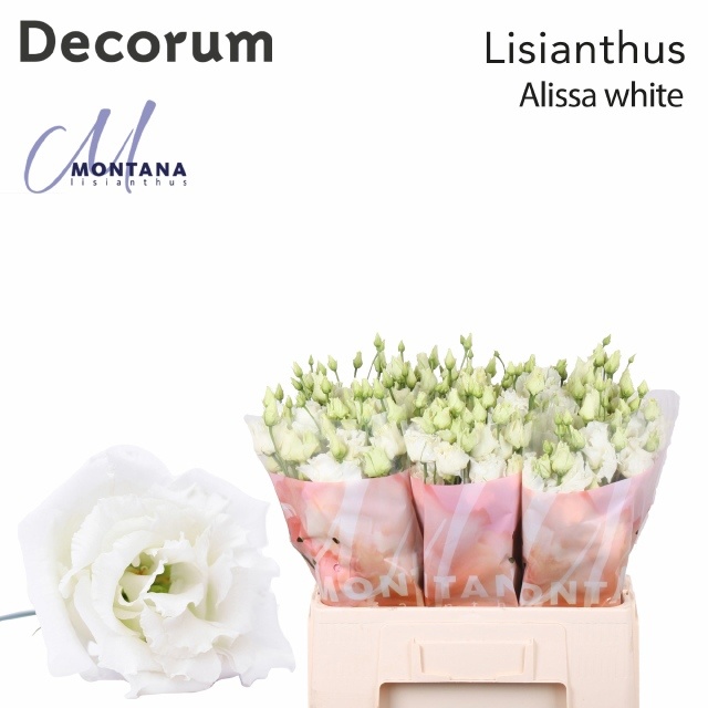 Lisianthus Double Alissa White 60cm